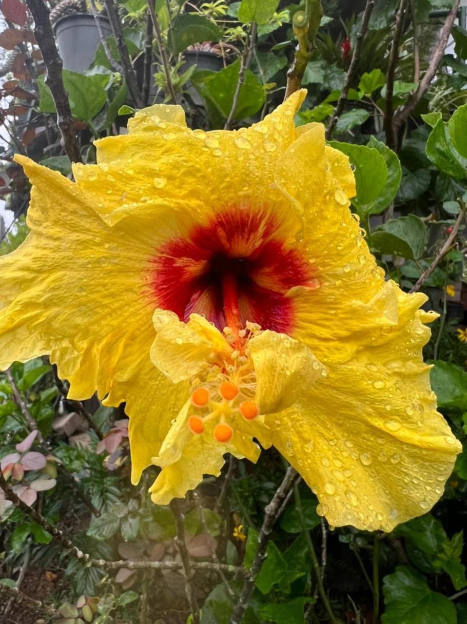 Ella Flower Garden Resort Exterior photo