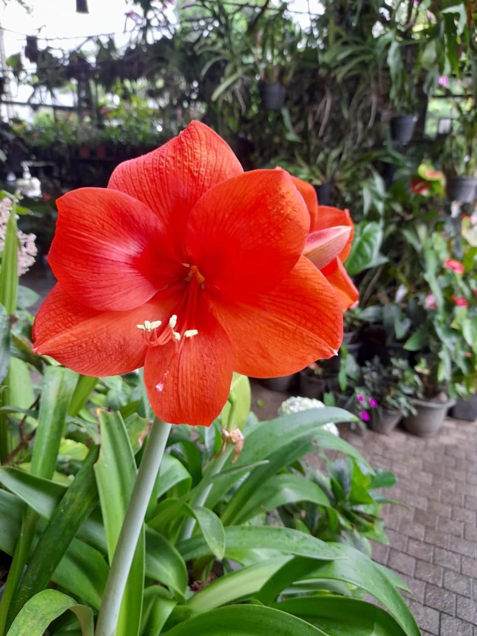 Ella Flower Garden Resort Exterior photo